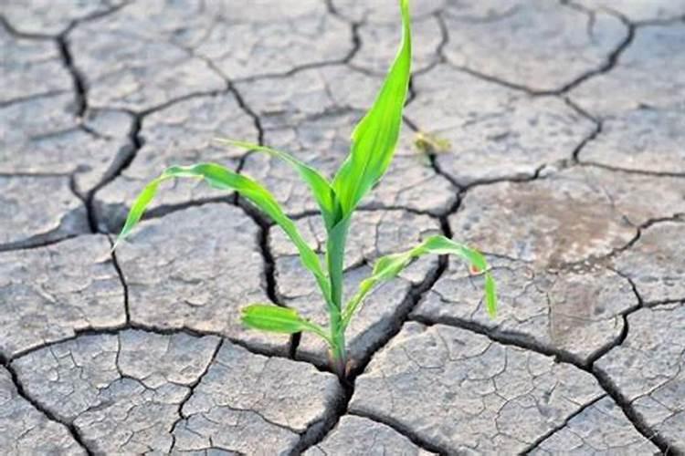 土地化肥施用太多会导致土壤板结,如何解决呢？