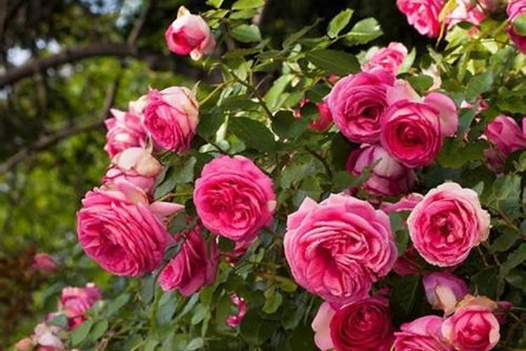 追什么肥能让月季花花瓣增厚？