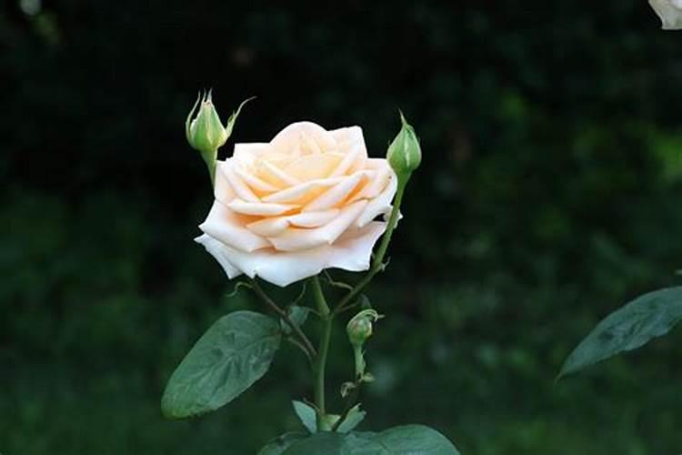 月季徒长的5种原因,你知道多少种