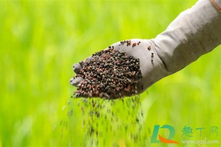 白菜能用钾肥和磷肥吗怎么施肥？