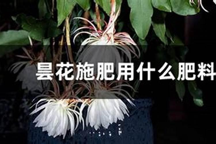 昙花施肥用什么肥料,长花蕾的时候可以施肥吗