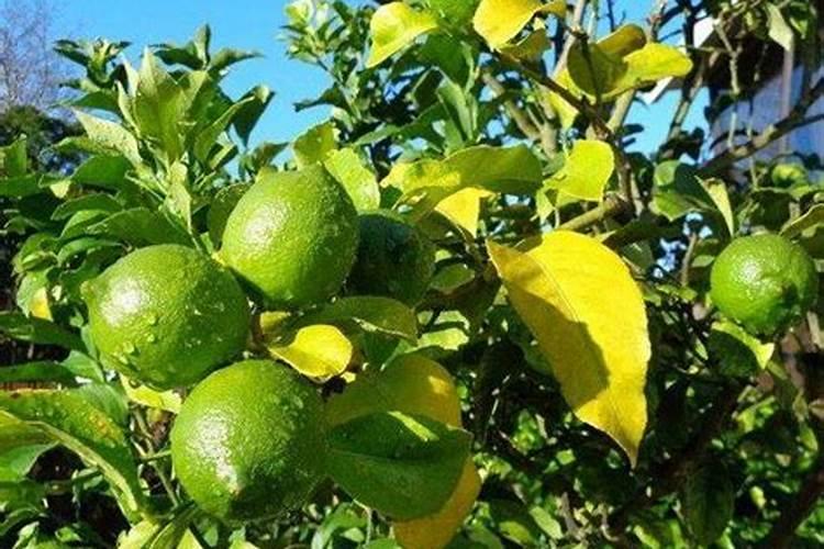 柠檬树需要施什么肥料？