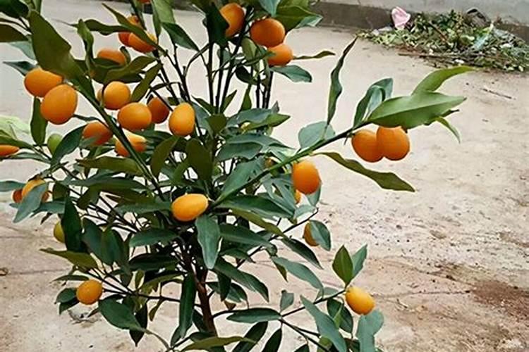 盆栽桔树什么时间施肥