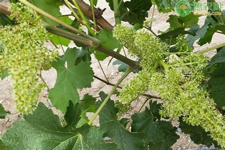 葡萄开花期的时候,能不能一边浇水一边施硼肥呢