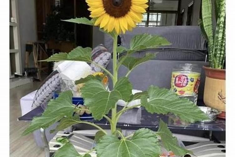 向日葵需肥详细规律花卉百科