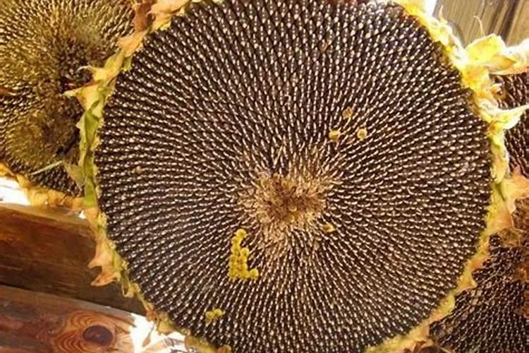 向日葵的需肥规律及施肥技术