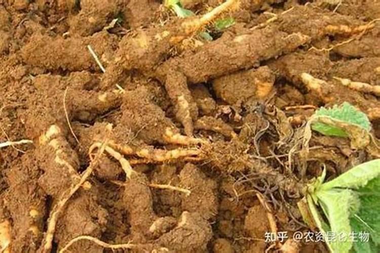 中药材地黄一次冲施多少肥料合适？地黄壮根叶面肥厂家哪家好？