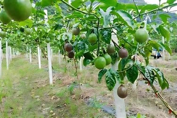 百香果在开花结果期间要施什么肥？