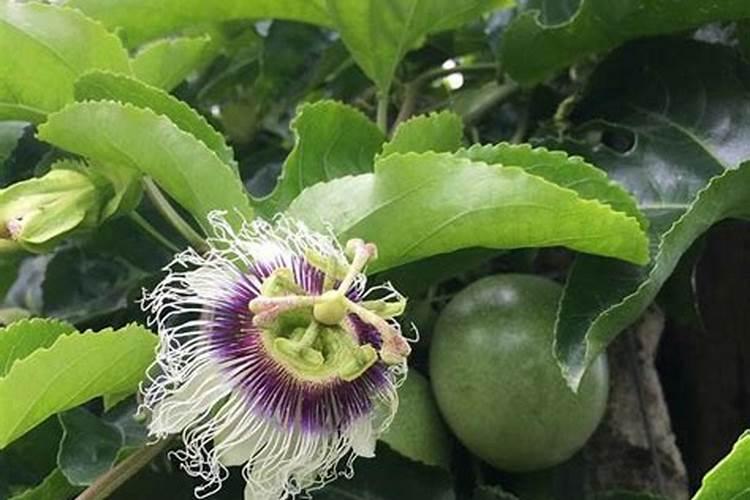 百香果花期要施什么肥才能结果