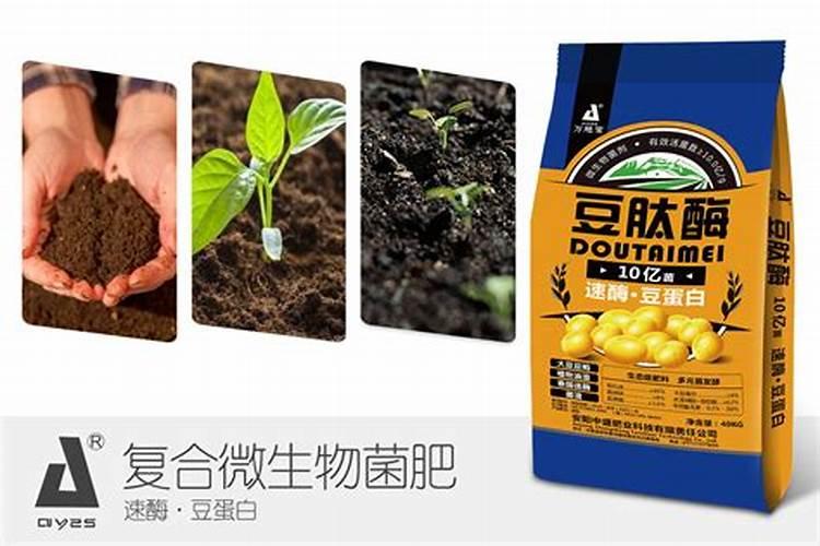 盐碱地用什么肥料好