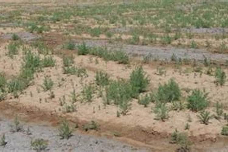 什么肥料可以治盐碱地