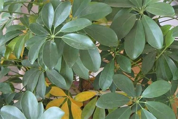 如何给发财树施氮肥