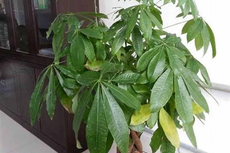 发财树如何施肥