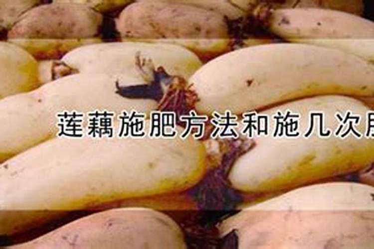 莲藕施肥方法和施几次肥