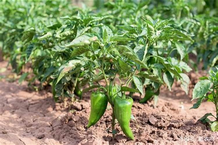 辣椒如何施磷肥