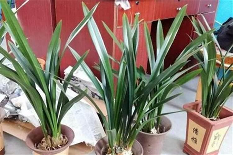 墨兰开花是什么肥