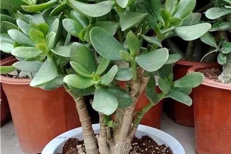 玉树过冬的方法