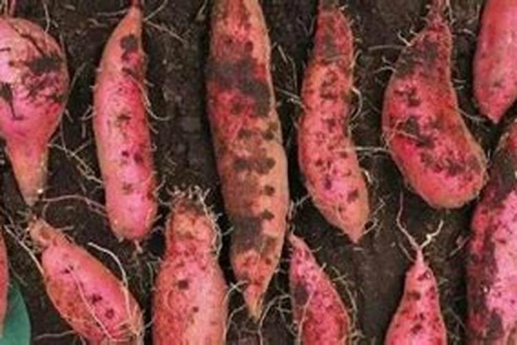 红薯打什么药高产