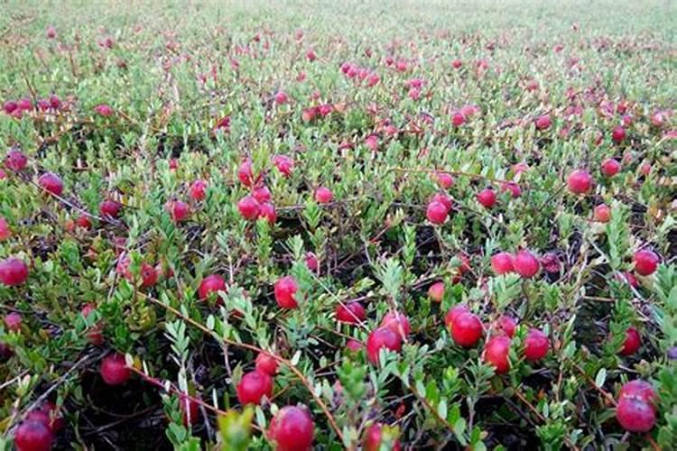 蔓越莓种植条件