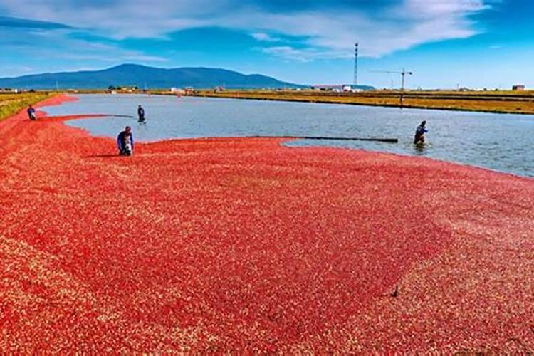 中国蔓越莓产地在哪里