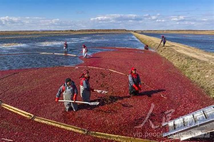 中国哪里产蔓越莓之乡