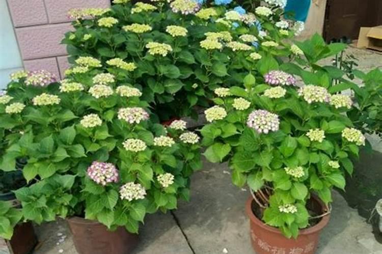 氨基酸水溶肥用在绣球上多长时间见效