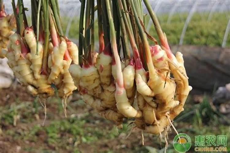 生姜青枯病最快解决方法是什么