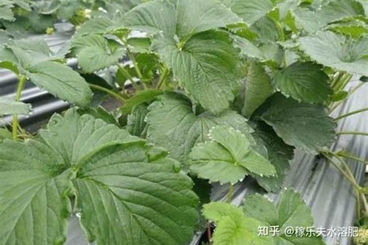 草莓旺长怎么办？用什么水溶肥好？