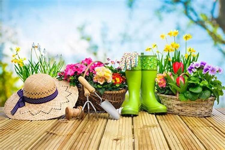 有哪些花需要磷肥