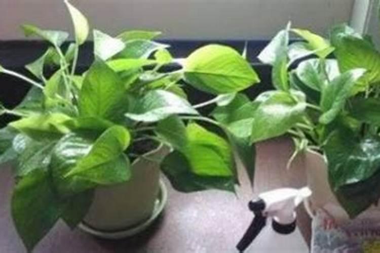 绿萝怎么施肥 绿萝施肥方法