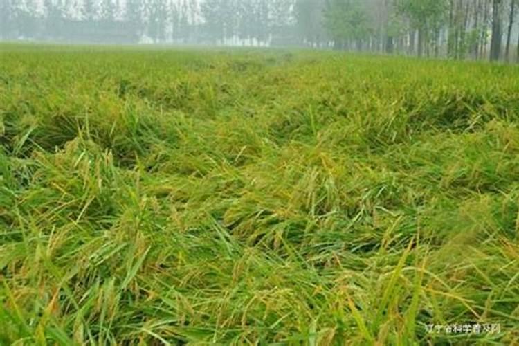 沈农燕麦二号栽培技术要点