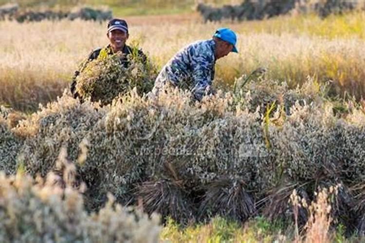 莜麦的种植能否重茬种植？