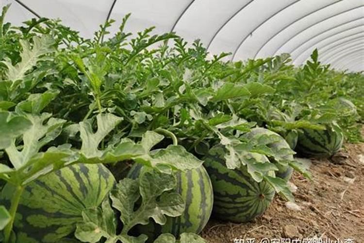 西瓜定植浇什么肥料水