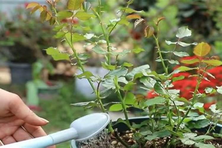 月季施肥可以浇水么