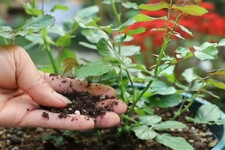 月季怎么施肥呢？