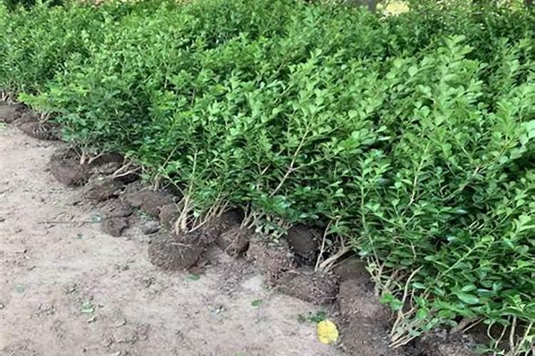 瓜子黄杨苗怎么施肥