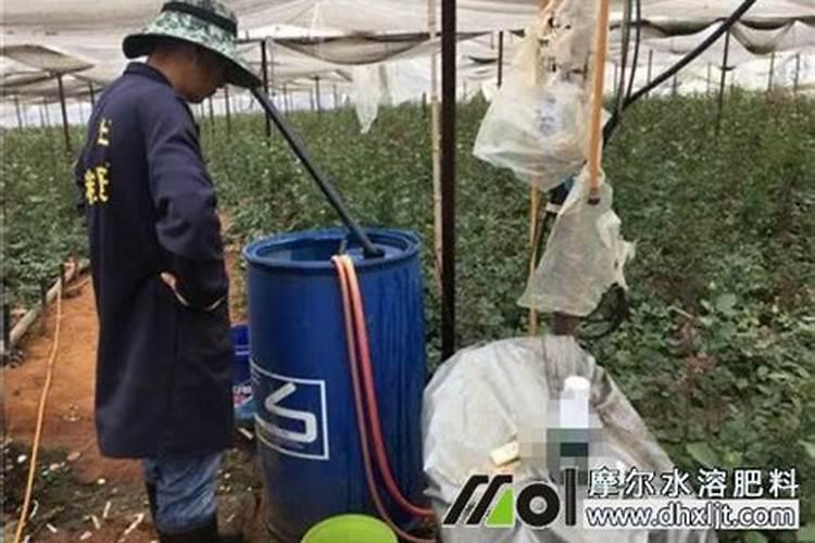 玉米地怎么冲施液体桶装肥