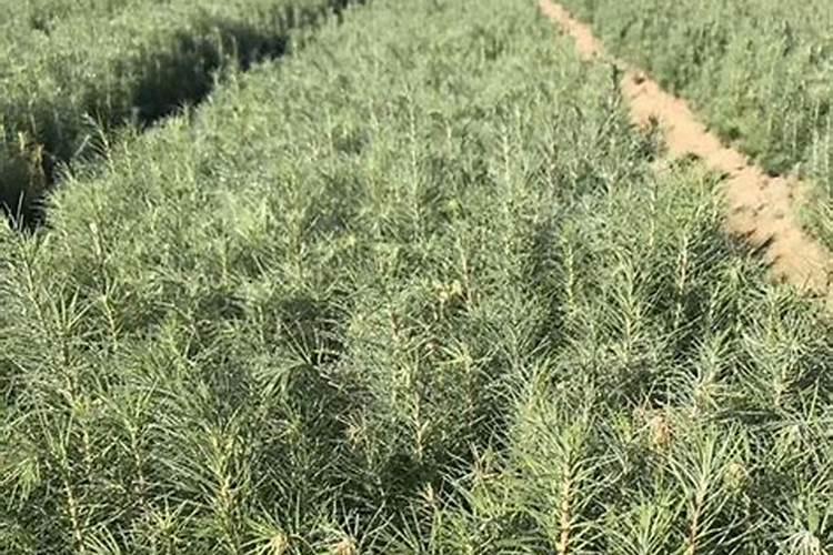 落叶松的栽培技术