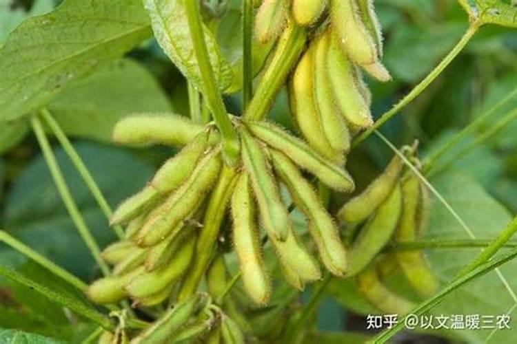 黄豆对底肥的要求和合适用量是多少