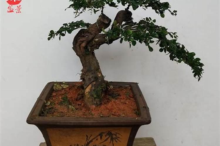 雀梅盆景施什么肥好(雀梅盆景施肥攻略,选用适合的肥料,让您的盆景更...