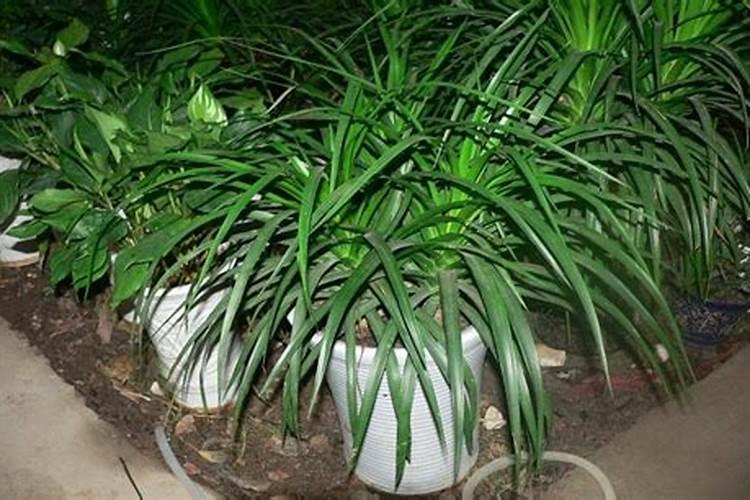 龙须兰的养殖方法和注意事项