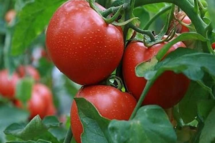 蕃茄施什么肥最好