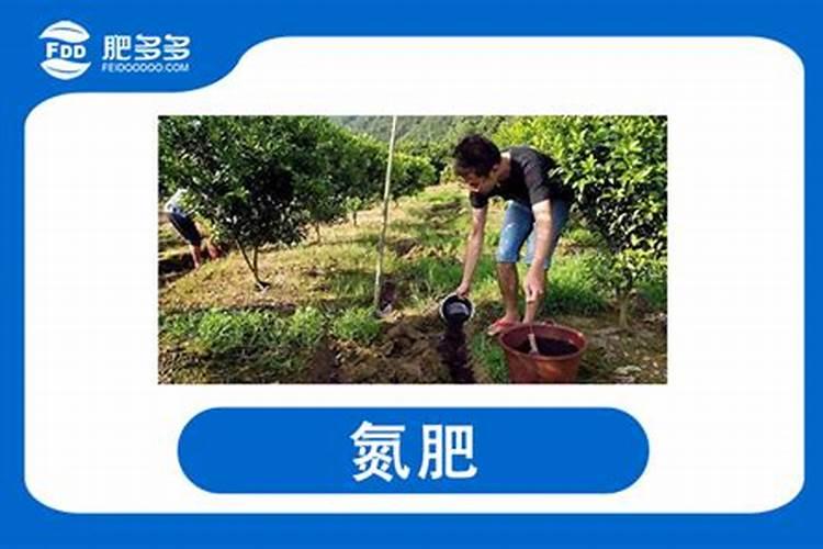 促进植物茂盛的是氮肥吗还是氮肥？