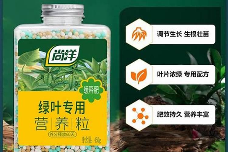 绿叶植物用什么肥料