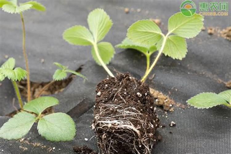 刚种的果树苗生根快用什么肥料好？