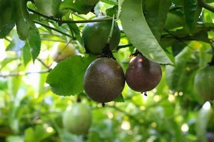 百香果正确施肥方法