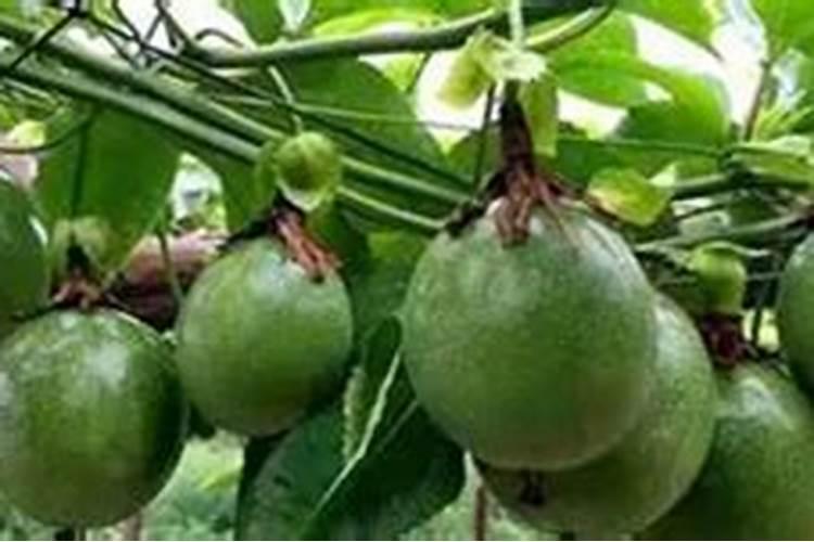 百香果浇什么肥料