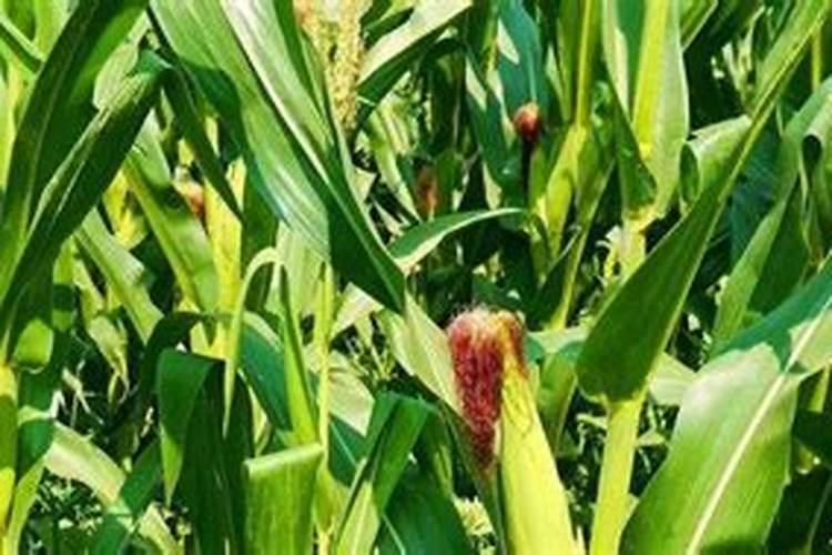 玉米喜欢氯化钾还是硫酸钾