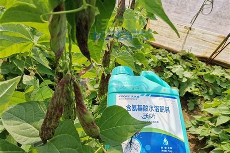 豆角用什么肥料效果好