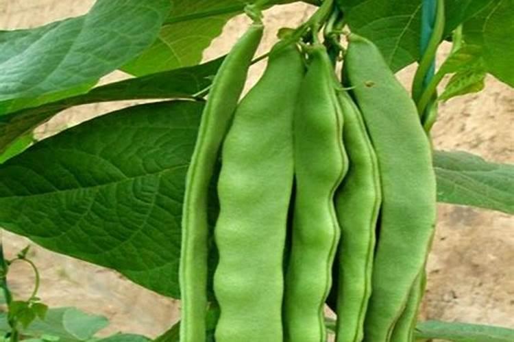 种豆角用什么肥料好